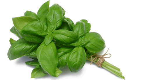 What is the best method to keep spices/basil?