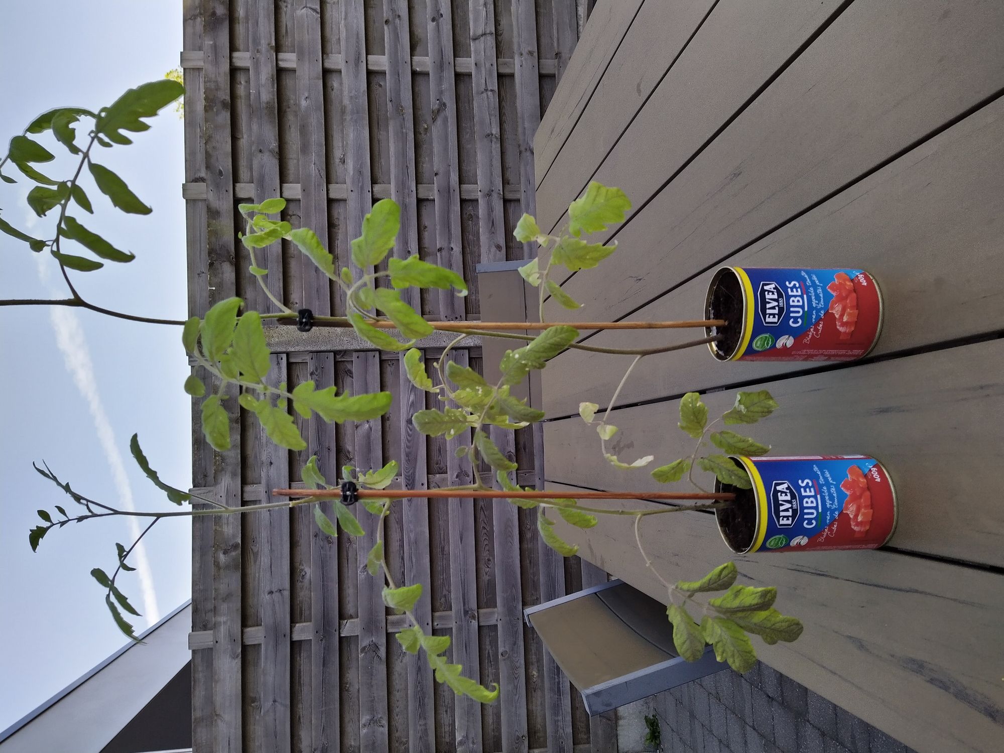 Petits pots pour plants de tomates